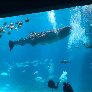 Meet your Posher, Natasha